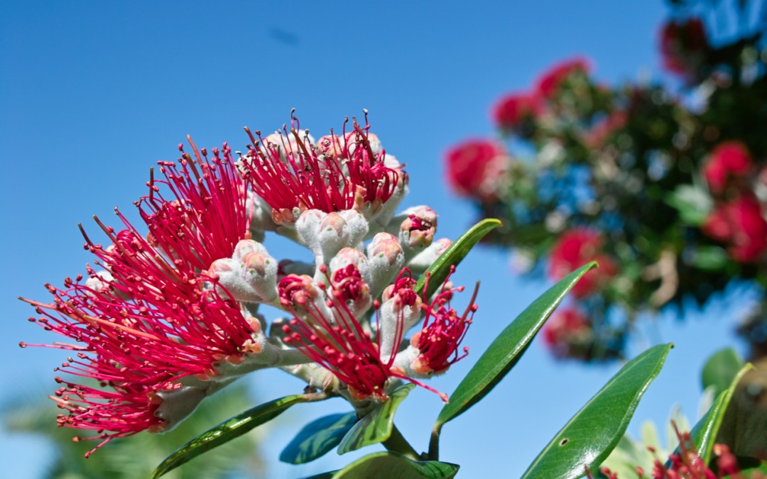 Pohutukawa flowers