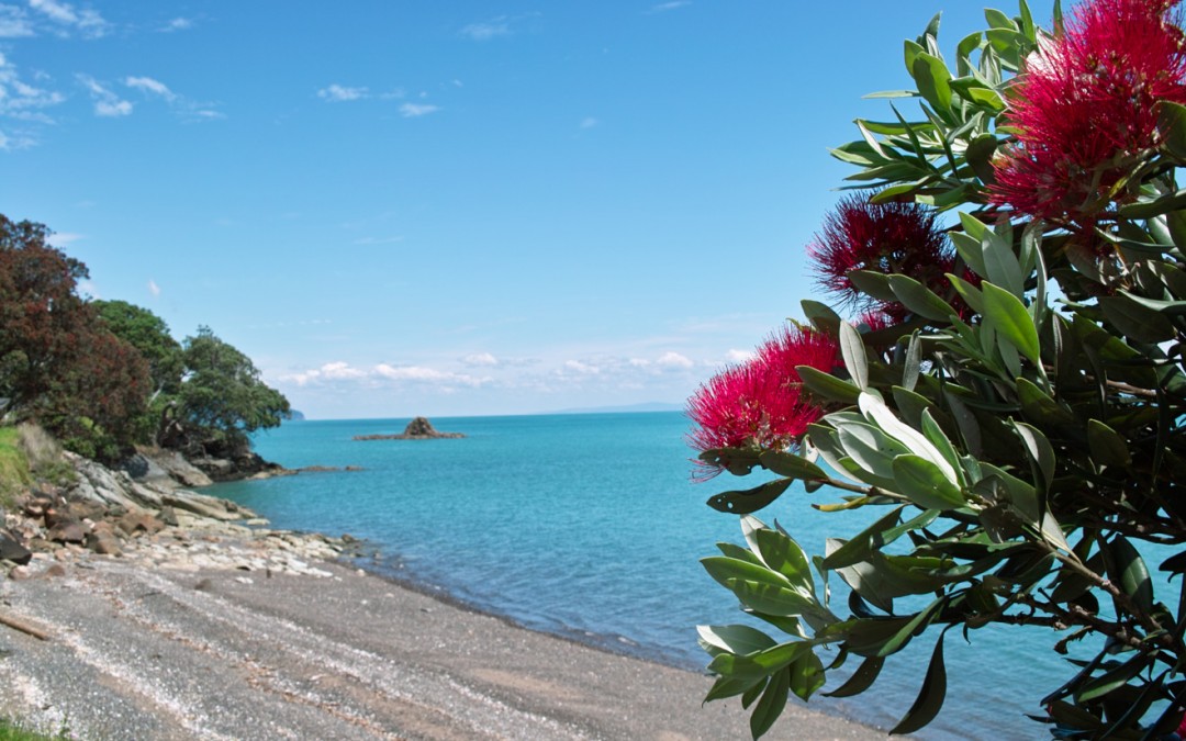 Pohutukawa coast