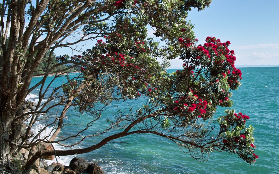 Pohutukawa